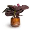 Calathea Roseopicta Dottie - Rose Painted Calathea -Greencore Store Calathea roseopicta Dottie Rose Painted Calathea 14x45cm Noud Plant Pot Copper 20x17cm 5febcb8a 26e5 475e b454 788ea0054c5c