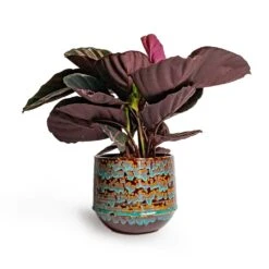 Calathea Roseopicta Dottie - Rose Painted Calathea 18 Calathea Roseopicta Dottie - Rose Painted Calathea -Greencore Store Calathea roseopicta Dottie Rose Painted Calathea 14x45cm Noud Plant Pot Marrakesh 20x17cm ab3f2272 b4a9 426a aa0d 299504f8331f
