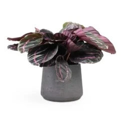 Calathea Roseopicta Dottie - Rose Painted Calathea 20 Calathea Roseopicta Dottie - Rose Painted Calathea -Greencore Store Calathea roseopicta Dottie Rose Painted Calathea 14x45cm Patt Plant Pot Black Washed 20x17cm
