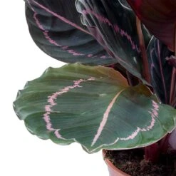 Calathea Roseopicta Dottie - Rose Painted Calathea 16 Calathea Roseopicta Dottie - Rose Painted Calathea -Greencore Store Calathea roseopicta Dottie Rose Painted Calathea Leaves