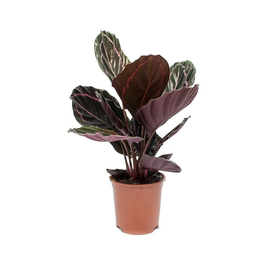 Calathea Roseopicta Dottie - Rose Painted Calathea 8 Calathea Roseopicta Dottie - Rose Painted Calathea - Image 6