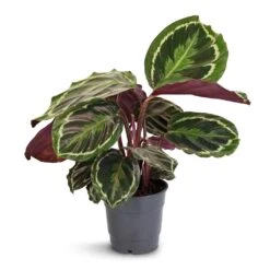 Calathea Roseopicta Medallion -Greencore Store Calathea roseopicta Medallion 12x30cm