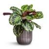 Calathea Roseopicta Medallion -Greencore Store Calathea roseopicta Medallion 19x70cm Duncan Plant Pot Blue Gold 23x22cm