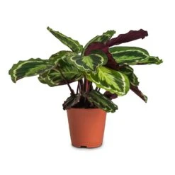 Calathea Roseopicta Medallion -Greencore Store Calathea roseopicta Medallion 19x70cm cc3e27f7 50ad 4697 9b17 9f4f5c32e896