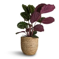Calathea Roseopicta Medallion -Greencore Store Calathea roseopicta Medallion 19x80cm Cody Plant Pot Straw Grass 27x26cm