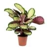 Calathea Roseopicta Silvia - Rose Painted Calathea -Greencore Store Calathea roseopicta Silvia Rose Painted Calathea