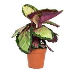 Calathea Roseopicta Silvia - Rose Painted Calathea 18 Calathea Roseopicta Silvia - Rose Painted Calathea -Greencore Store Calathea roseopicta Silvia Rose Painted Calathea 12cm New