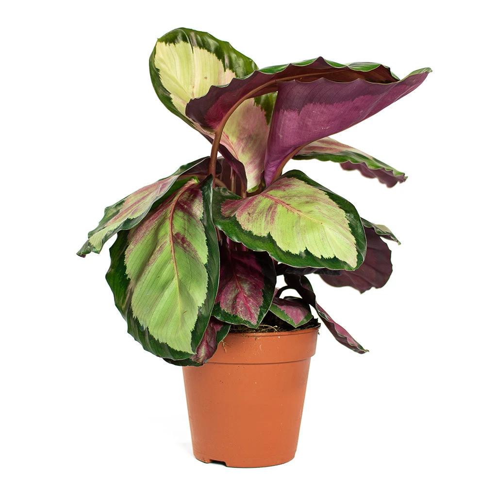 Calathea Roseopicta Silvia - Rose Painted Calathea 10 Calathea Roseopicta Silvia - Rose Painted Calathea - Image 8