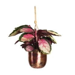 Calathea Roseopicta Silvia - Rose Painted Calathea 14 Calathea Roseopicta Silvia - Rose Painted Calathea -Greencore Store Calathea roseopicta Silvia Rose Painted Calathea 12x35cm Kian Hanging Metal Planters Set3 Sky Burn 95bd757d 61e5 4408 96a6 8a3073dabd23