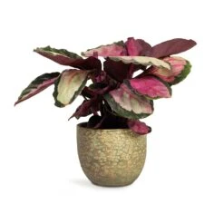 Calathea Roseopicta Silvia - Rose Painted Calathea 15 Calathea Roseopicta Silvia - Rose Painted Calathea -Greencore Store Calathea roseopicta Silvia Rose Painted Calathea 12x35cm Rinca Plant Pot Shiny Green 15x13cm 168fb22d e512 4eb6 85bd e96d443a4385
