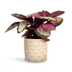 Calathea Roseopicta Silvia - Rose Painted Calathea 16 Calathea Roseopicta Silvia - Rose Painted Calathea -Greencore Store Calathea roseopicta Silvia Rose Painted Calathea 12x35cm Venetian Plant Pot Grey 16x14cm d4ada3d5 c170 4458 af16 ee2905f63089