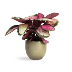 Calathea Roseopicta Silvia - Rose Painted Calathea 17 Calathea Roseopicta Silvia - Rose Painted Calathea -Greencore Store Calathea roseopicta Silvia Rose Painted Calathea 12x35cm Zembla Plant Pot Green 15x13cm