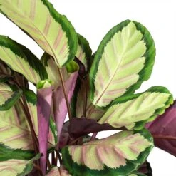 Calathea Roseopicta Silvia - Rose Painted Calathea 13 Calathea Roseopicta Silvia - Rose Painted Calathea -Greencore Store Calathea roseopicta Silvia Rose Painted Calathea Leaves