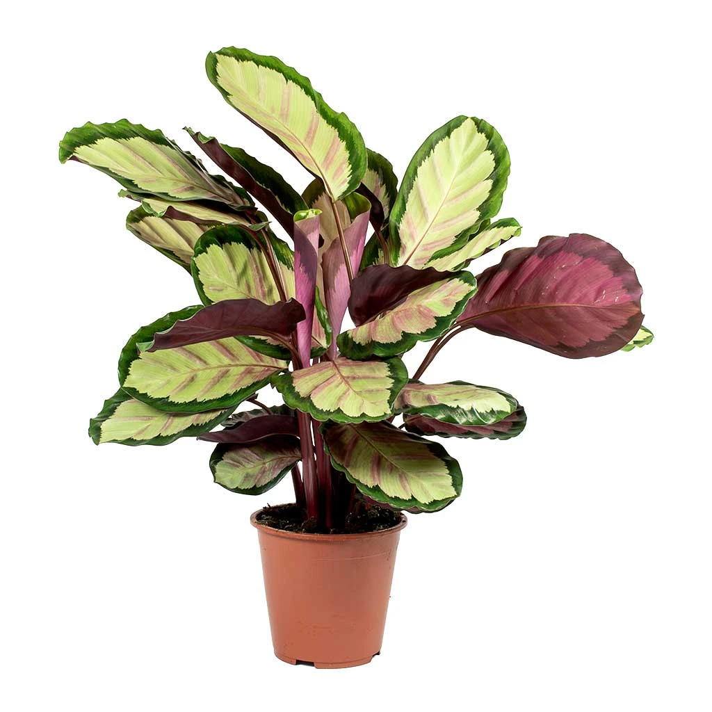 Calathea Roseopicta Silvia - Rose Painted Calathea 3 Calathea Roseopicta Silvia - Rose Painted Calathea
