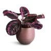 Calathea Roseopicta Surprise Star - Rose Painted Calathea -Greencore Store Calathea roseopicta Surprise Star Rose Painted Calathea 14x30cm Lydia Plant Pot Shiny Purple 18x16cm