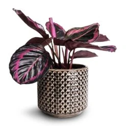 Calathea Roseopicta Surprise Star - Rose Painted Calathea -Greencore Store Calathea roseopicta Surprise Star Rose Painted Calathea 14x30cm Thies Plant Pot Anthracite 17x15cm