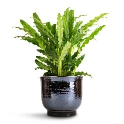 Jayla Plant Pot - Espresso -Greencore Store Calathea rufibarba Bluegrass Velvet Calathea 12x40cm Jayla Plant Pot Espresso 17x14cm 1