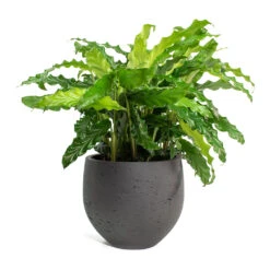 Mini Orb Kevan Plant Pot - Black Washed 21 Mini Orb Kevan Plant Pot - Black Washed -Greencore Store Calathea rufibarba Green Velvet Calathea Mini Orb Kevan Plant Pot Black Washed 10765077 ef0b 4d1a a7e8 fa4cdaf60a7d