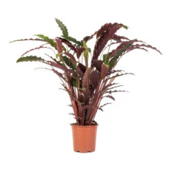Calathea Rufibarba - Velvet Calathea 15 Calathea Rufibarba - Velvet Calathea -Greencore Store Calathea rufibarba Velvet Calathea 19x70cm