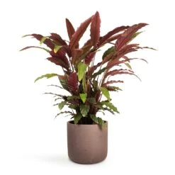 Calathea Rufibarba - Velvet Calathea 20 Calathea Rufibarba - Velvet Calathea -Greencore Store Calathea rufibarba Velvet Calathea 19x70cm Charlie Plant Pot Ash Brown 25x24cm