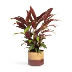 Calathea Rufibarba - Velvet Calathea 14 Calathea Rufibarba - Velvet Calathea -Greencore Store Calathea rufibarba Velvet Calathea 19x70cm Didi Plant Pot Matt Brown 25x21cm