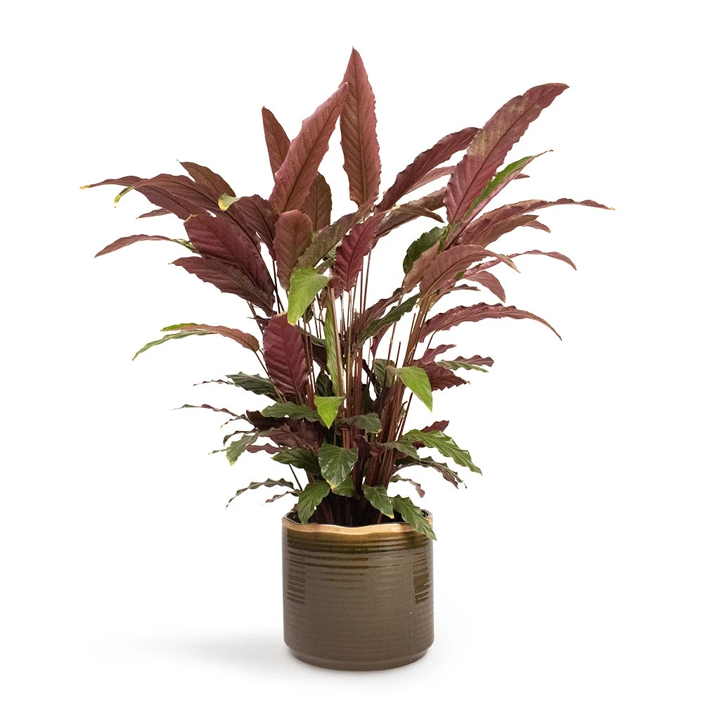 Calathea Rufibarba - Velvet Calathea 10 Calathea Rufibarba - Velvet Calathea - Image 8
