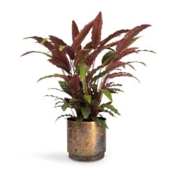 Calathea Rufibarba - Velvet Calathea 16 Calathea Rufibarba - Velvet Calathea -Greencore Store Calathea rufibarba Velvet Calathea 19x70cm Minou Metal Plant Pots Set3 Copper Black e9671262 9e3e 4a72 ae6b 2fe42f0405cd