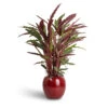 Calathea Rufibarba - Velvet Calathea -Greencore Store Calathea rufibarba Velvet Calathea 19x90cm Cresta Plant Pot Deep Red 33x28cm 7 50cce217 6591 439f afe1 d40be436917a