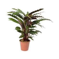 Calathea Rufibarba - Velvet Calathea 18 Calathea Rufibarba - Velvet Calathea -Greencore Store Calathea rufibarba Velvet Calathea