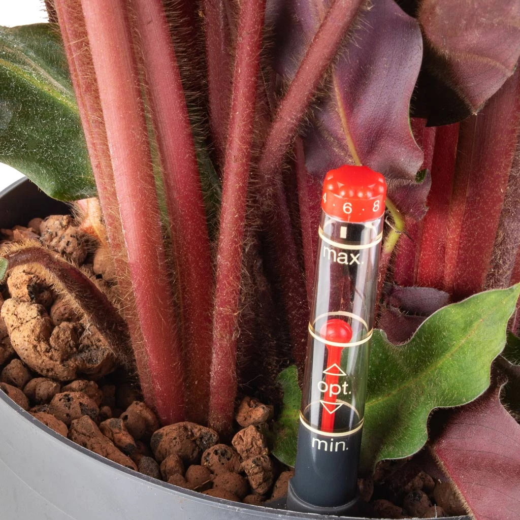 Calathea Rufibarba - Velvet Calathea - HydroCare 4 Calathea Rufibarba - Velvet Calathea - HydroCare - Image 2