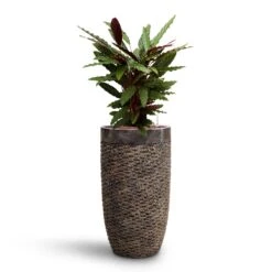 Calathea Rufibarba - Velvet Calathea - HydroCare 12 Calathea Rufibarba - Velvet Calathea - HydroCare -Greencore Store Calathea rufibarba Velvet Calathea HydroCare Luxe Lite Layer Partner Planter Bronze