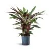 Calathea Rufibarba - Velvet Calathea - HydroCare -Greencore Store Calathea rufibarba Velvet Calathea Hydroculture 18 19x80cm