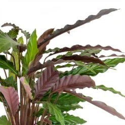 Calathea Rufibarba - Velvet Calathea 17 Calathea Rufibarba - Velvet Calathea -Greencore Store Calathea rufibarba Velvet Calathea Leaves