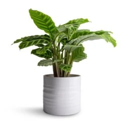 Hadleigh Plant Pot - White -Greencore Store Calathea zebrina Zebra Plant 14x45cm Hadleigh Plant Pot White 17x15cm 47c5d1fe 6bb2 447b 85c6 c530e0c28e51