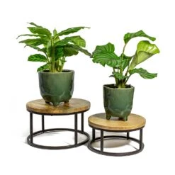 Calathea Orbifolia 32 Calathea Orbifolia -Greencore Store Calathea zebrina Zebra Plant Calathea orbifolia kaat green plant pot lois plant stand 247b9b9b cd05 4afa 80c5 c43371d14ee4