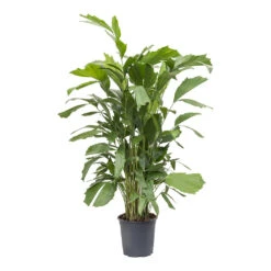 Caryota Mitis - Fish Tail Palm 11 Caryota Mitis - Fish Tail Palm -Greencore Store Caryota mitis Fish Tail Palm 24cm