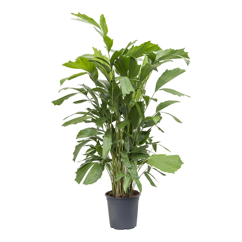 Caryota Mitis - Fish Tail Palm 6 Caryota Mitis - Fish Tail Palm - Image 4