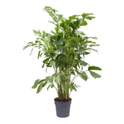 Caryota Mitis - Fish Tail Palm 12 Caryota Mitis - Fish Tail Palm -Greencore Store Caryota mitis Fish Tail Palm 27cm