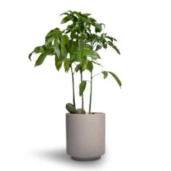 Suzi Plant Pot - Grey Washed -Greencore Store Castanospermum australe Moreton Bay Chestnut 12x45cm Suzi Plant Pot Grey Washed 15x16 1
