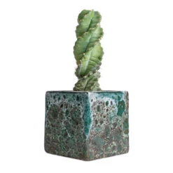 Lava Cube Relic Planter - Jade -Greencore Store Cereus forbesii spiralis Spiralled Cereus 10x20cm Lava Cube Relic Planter Jade 16x16x16cm 2564e3c7 fdce 4a45 811d 52553f00acc2