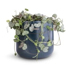 Ceropegia Woodii - String Of Hearts -Greencore Store Ceropegia woodii String of Hearts 12x25cm no hanger Lisbon Plant Pot Navy 13x13cm