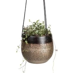 Mya Hanging Planter - Deep Champagne 8 Mya Hanging Planter - Deep Champagne -Greencore Store Ceropegia woodii String of Hearts 14x30cm Mya Hanging Planter Deep Champagne 18x16cm 0f13409c 7380 467c b68d 52a3a169f71e