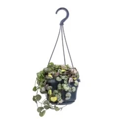 Ceropegia Woodii - String Of Hearts -Greencore Store Ceropegia woodii String of Hearts 14x30cm no hanger 4a520238 4e5a 4654 b668 1c8fee9d3611