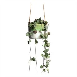 Ceropegia Woodii - String Of Hearts -Greencore Store Ceropegia woodii String of Hearts 8x20cm no hanger Wave Hanging Indoor Pot