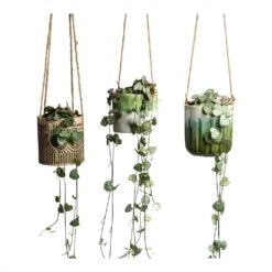 Ceropegia Woodii - String Of Hearts -Greencore Store Ceropegia woodii String of Hearts 8x20cm no hanger in 3 pots