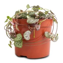 Ceropegia Woodii - String Of Hearts -Greencore Store Ceropegia woodii String of Hearts 8x20cm no hanger