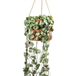 Ceropegia Woodii - String Of Hearts -Greencore Store Ceropegia woodii String of Hearts Large Leaves