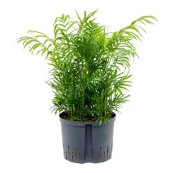 Chamaedorea Elegans - Parlour Palm - HydroCare 12 Chamaedorea Elegans - Parlour Palm - HydroCare -Greencore Store Chamaedore aelegans Parlour Palm Hydroculture 25 19x75cm