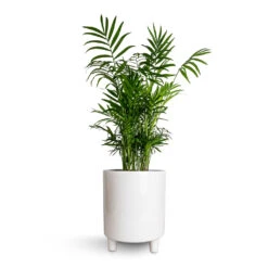 Pisa Plant Pot - White 16 Pisa Plant Pot - White -Greencore Store Chamaedorea elegans Parlour Palm 17x60cm Pisa Plant Pot White 20x24cm