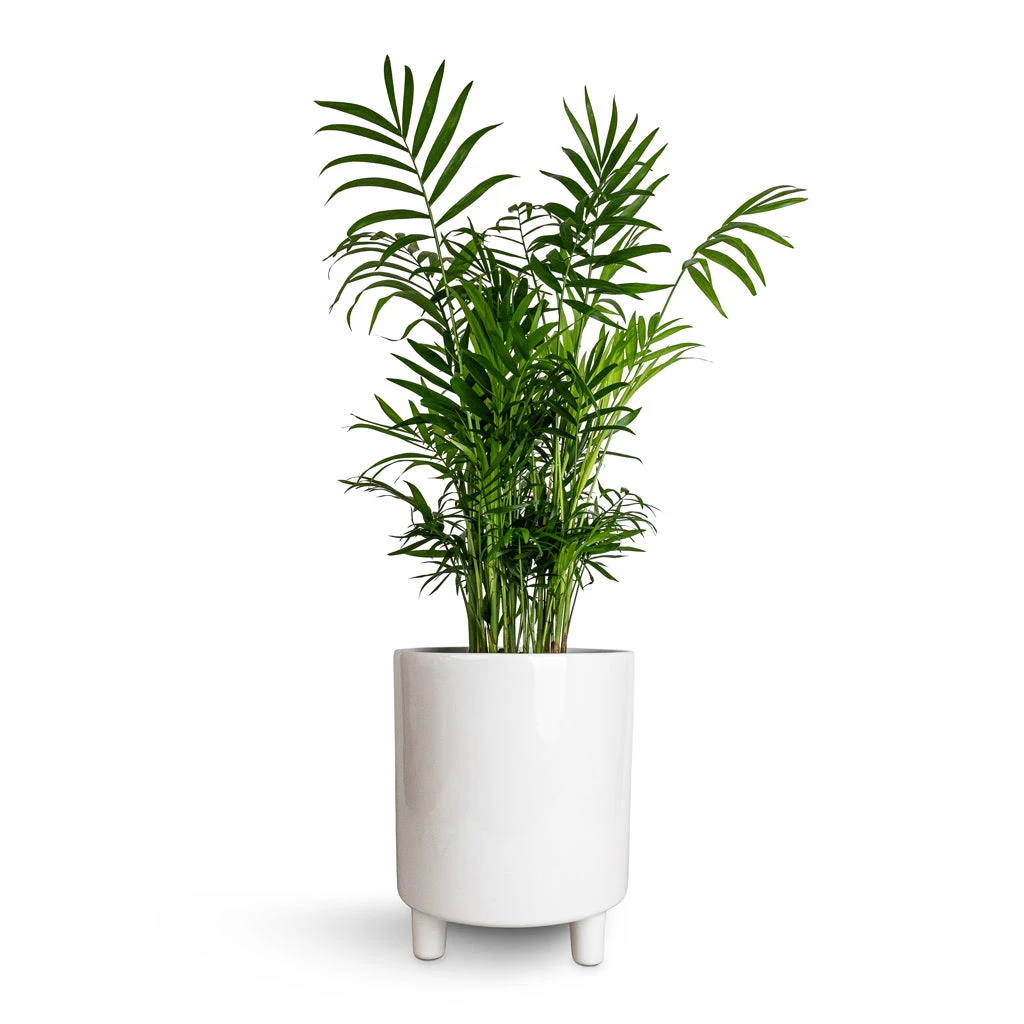 Pisa Plant Pot - White 8 Pisa Plant Pot - White - Image 6